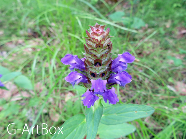 photo・flower