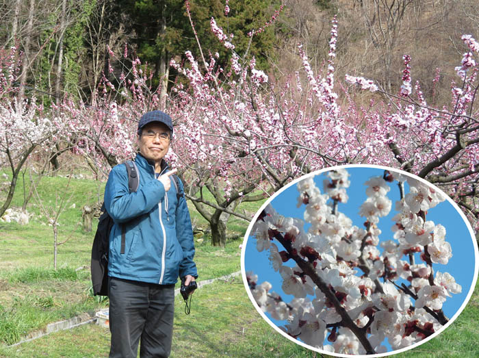 photo咲き始めた杏