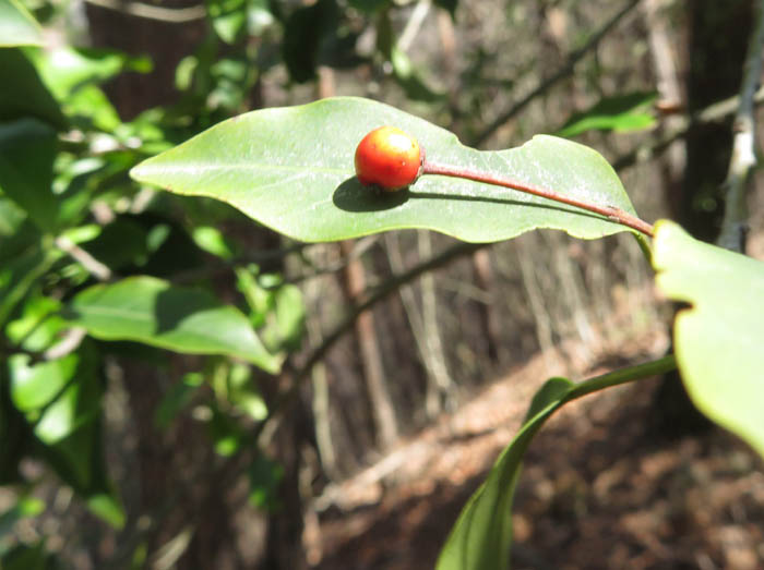 photoソヨゴの実