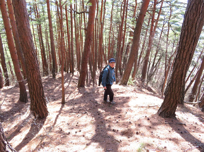 photo道はどこかな、赤松のやせ尾根