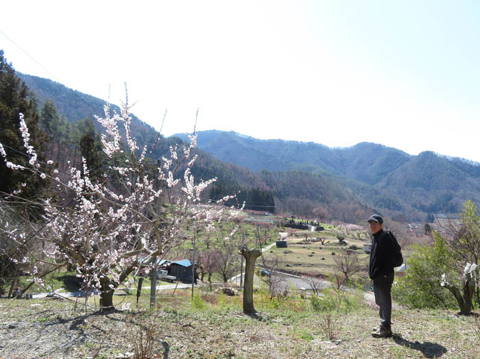 photo・あんずの里を見下ろす