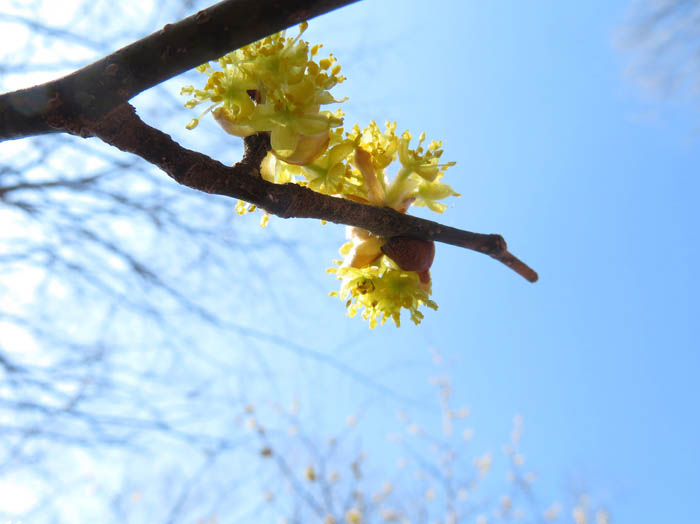 photoダンコウバイ