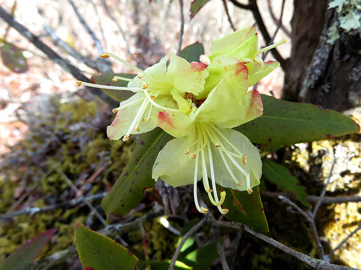 photo15ヒカゲツツジ