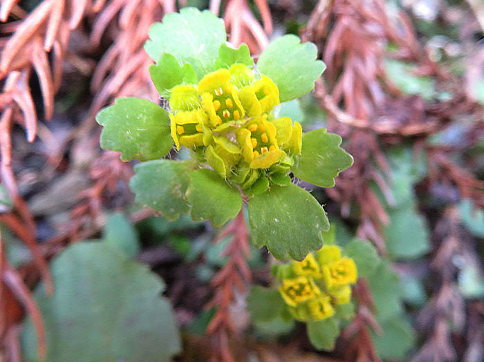 photoコガネネコノメ