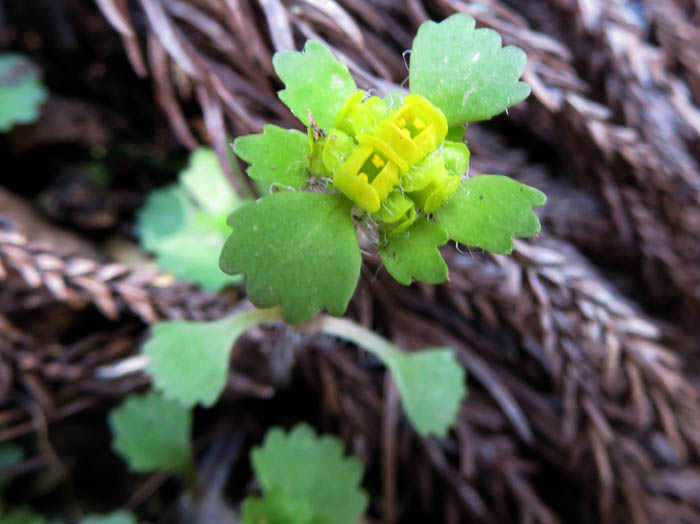 photoコガネネコノメ