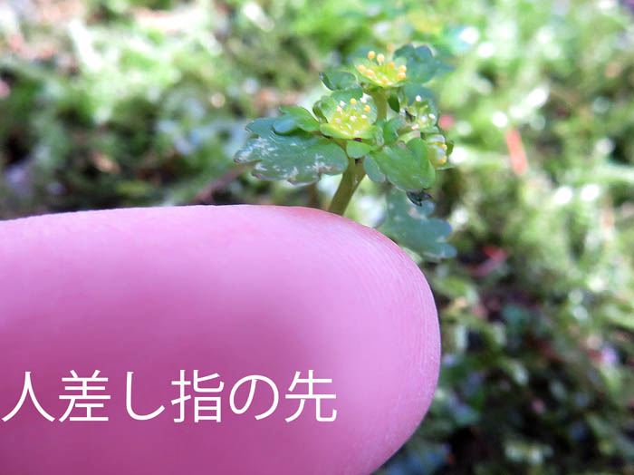 photoコガネネコノメ