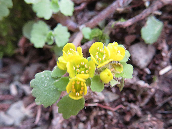 photoコガネネコノメ