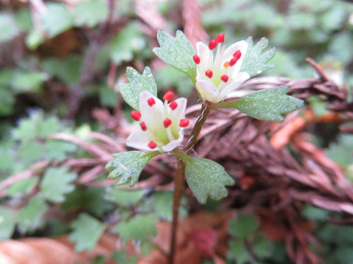 photo3ハナネコノメ