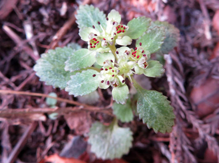 photoニッコウネコノメ