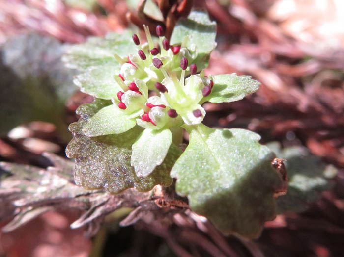 photoニッコウネコノメ