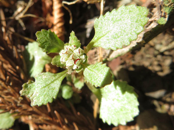 photoニッコウネコノメ