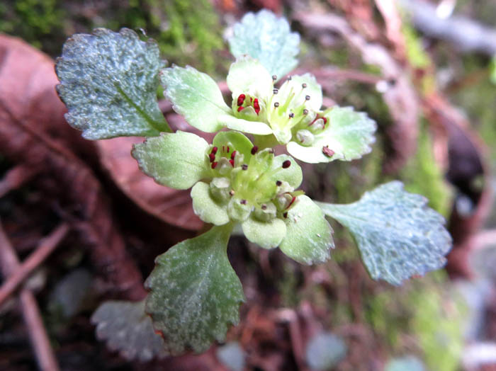 photoニッコウネコノメ