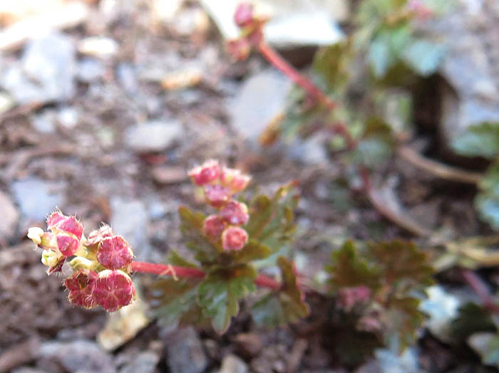 photoカテンソウ