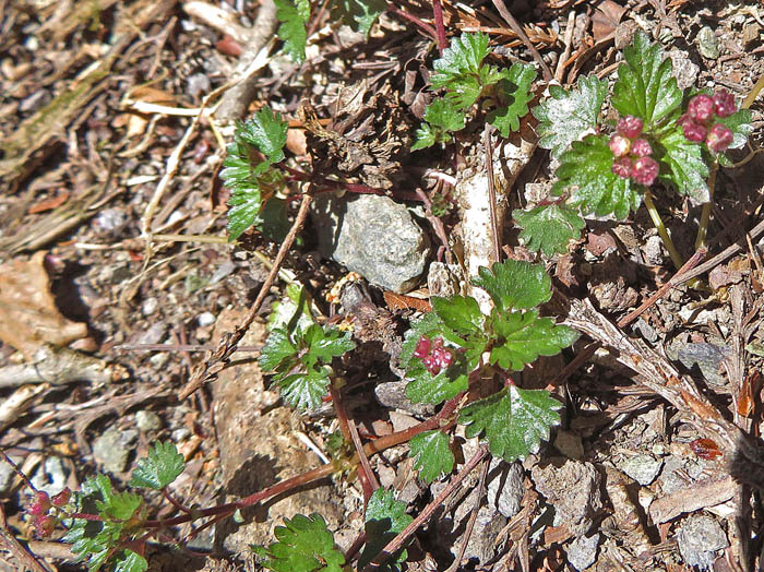 photoカテンソウ