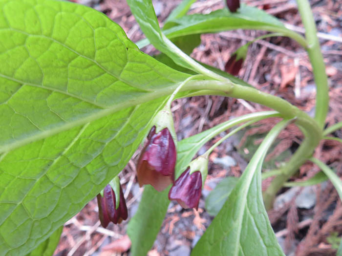 photoハシリドコロ