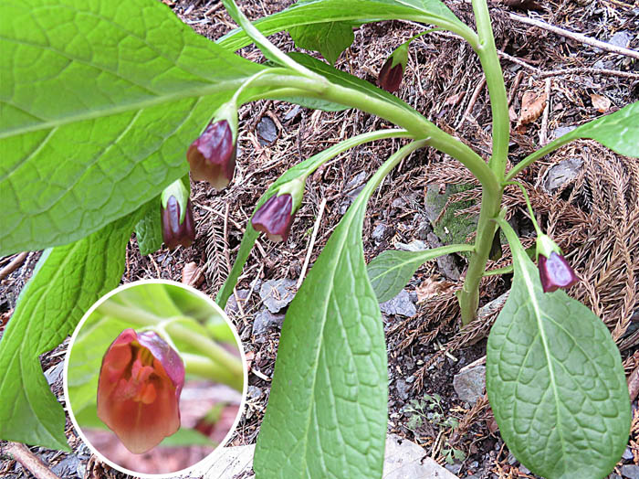 photoハシリドコロ