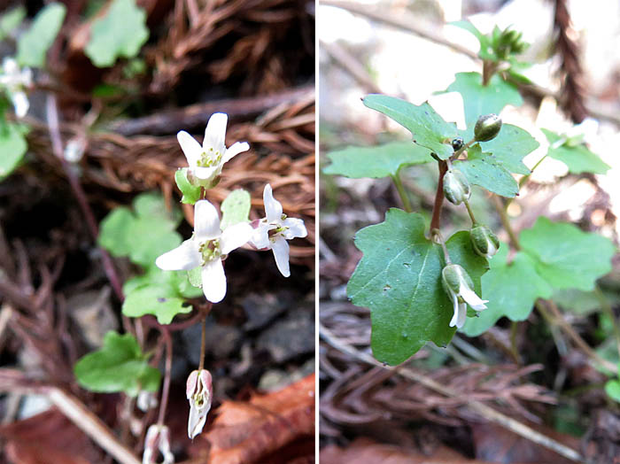 photo6ユリワサビ