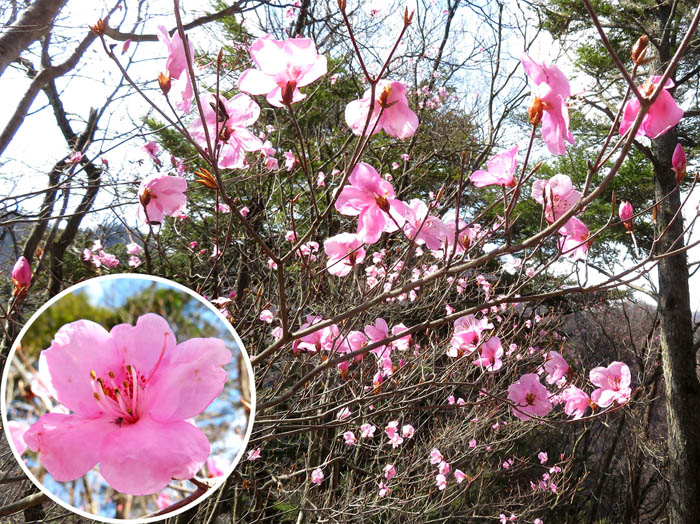 photo8アカヤシオ