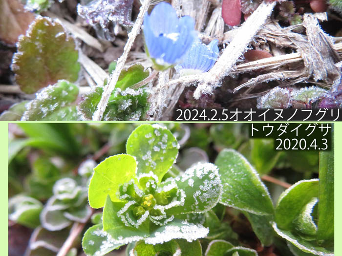 photo：オオイヌノフグリ,トウダイグサ：小丸山