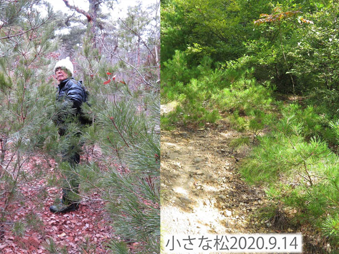 photo：松が大きくなった：物見岩