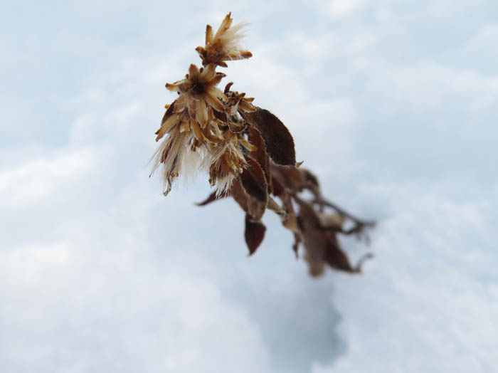 photo：アキノキリンソウ：地附山