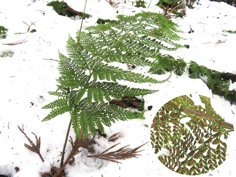 photo：雪の上に残る緑のシダ：髻山