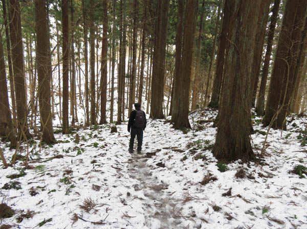 photo：杉林の中の急な道：髻山