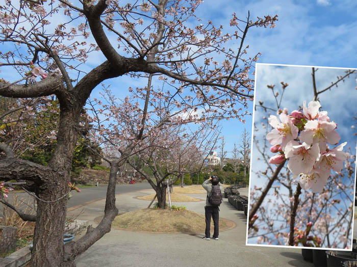 photo：玉縄桜