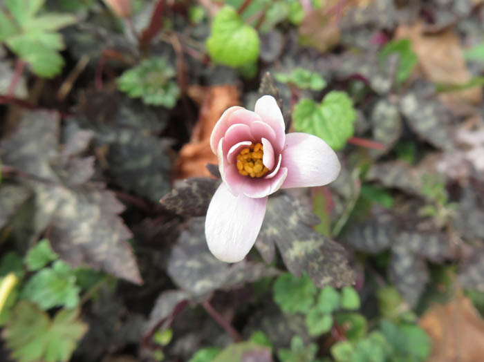 photo：ユキワリイチゲ