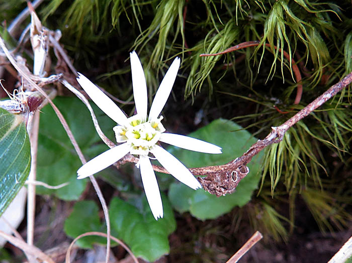 photoセンボンヤリ