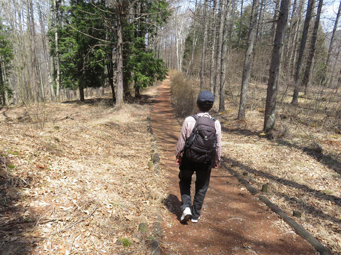 photo4カラマツの森を行く