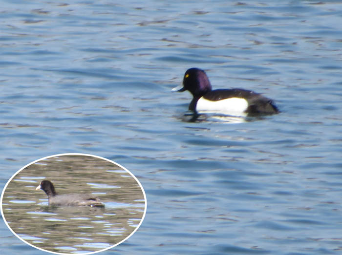 photo8キンクロハジロとオオバン(円内)