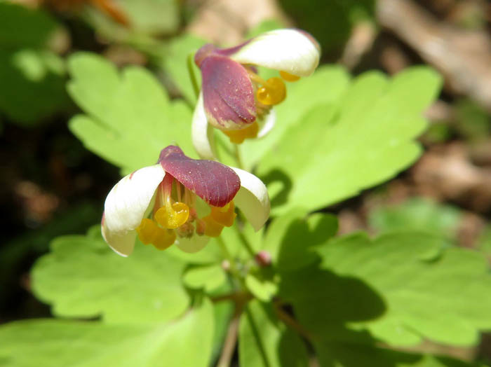 photoアズマシロカネソウ