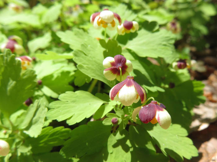 photoアズマシロカネソウ