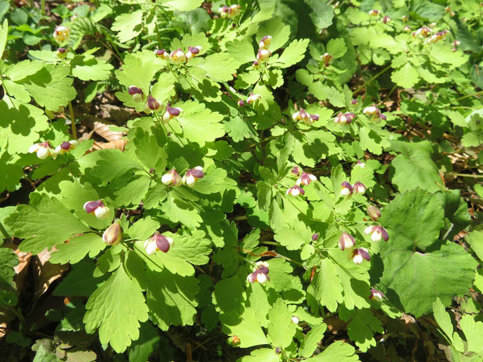 photoアズマシロカネソウ