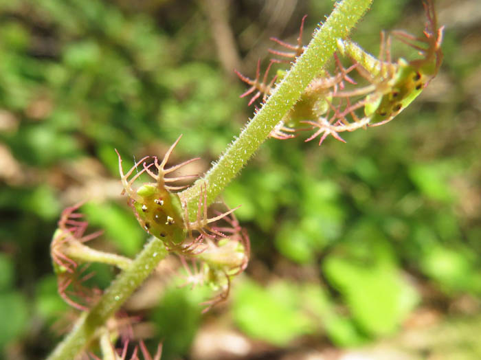 photoコシノチャルメルソウ