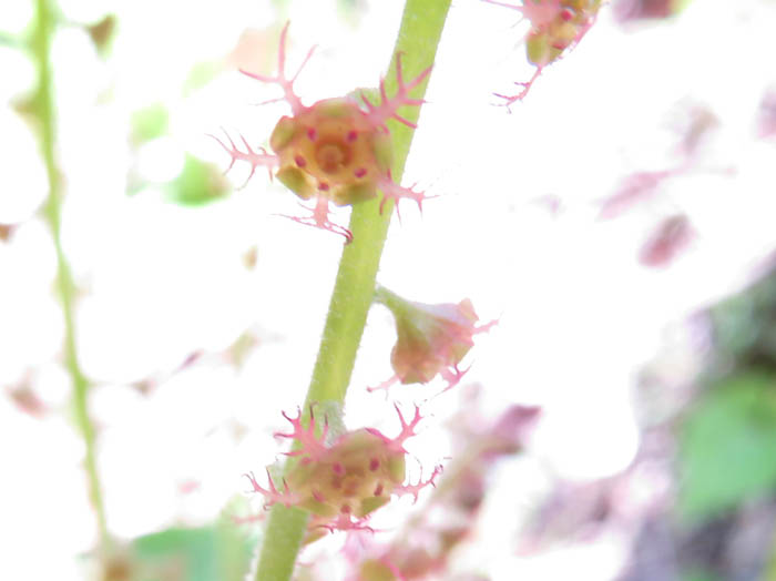 photoコシノチャルメルソウ