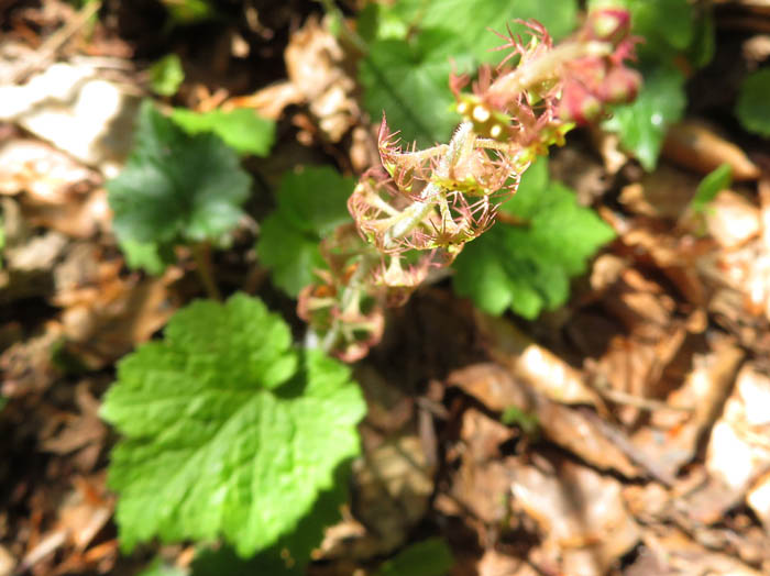 photoコシノチャルメルソウ