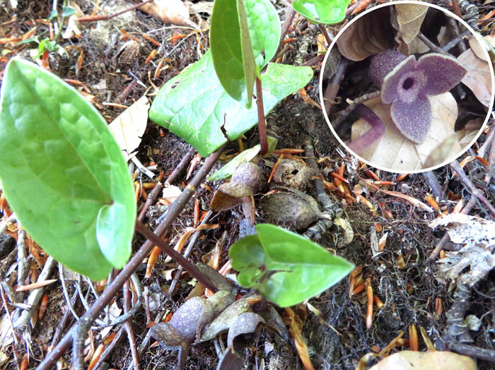 photoクロヒメカンアオイ