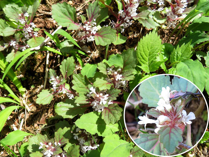 photoニシキゴロモ