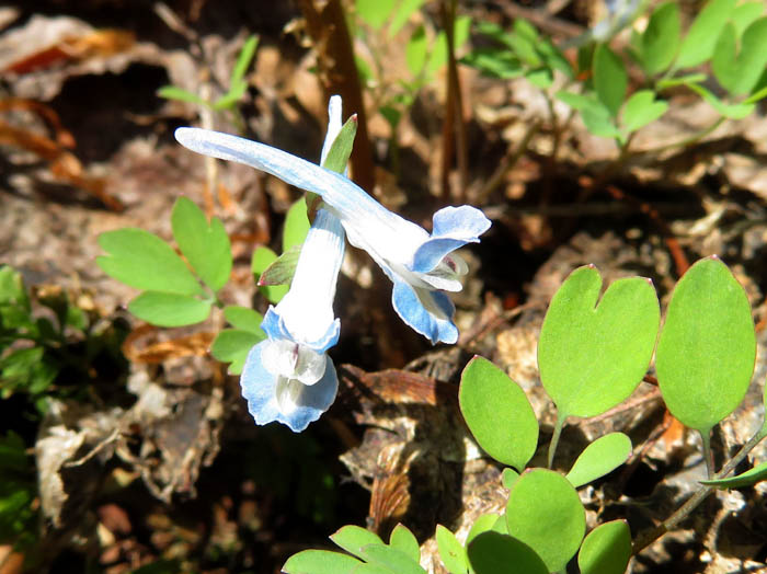 photoオトメエンゴサク