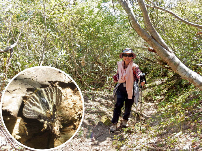 photo2ギフチョウ舞う森