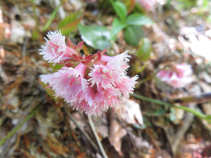 photoオオイワカガミ