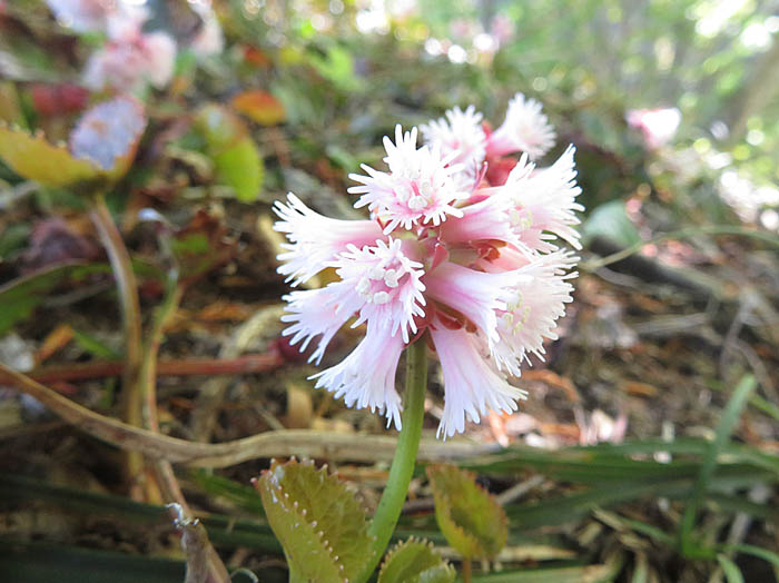 photoオオイワカガミ