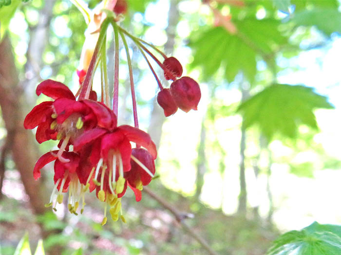 photoハウチワカエデ