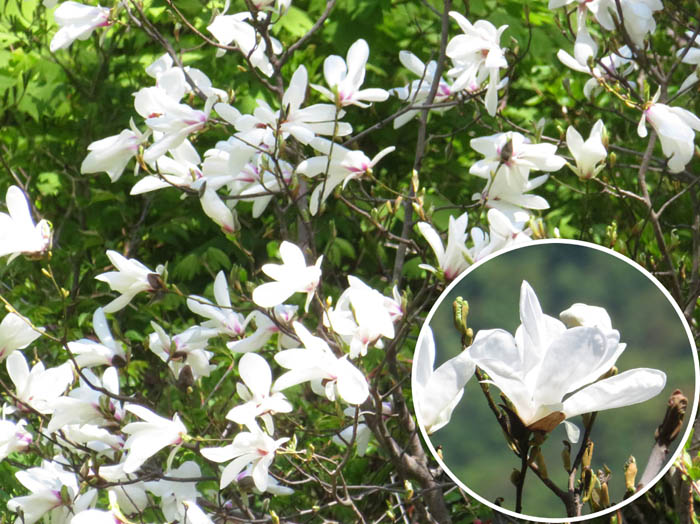 photoタムシバ