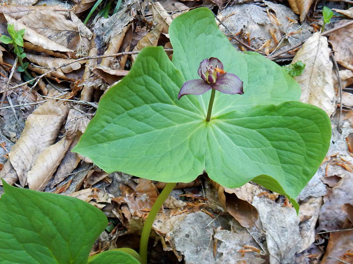 photoエンレイソウ