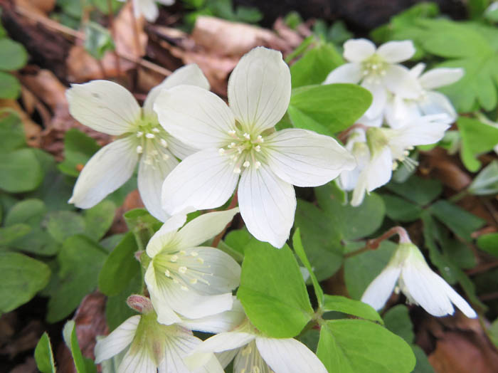 photoコミヤマカタバミ