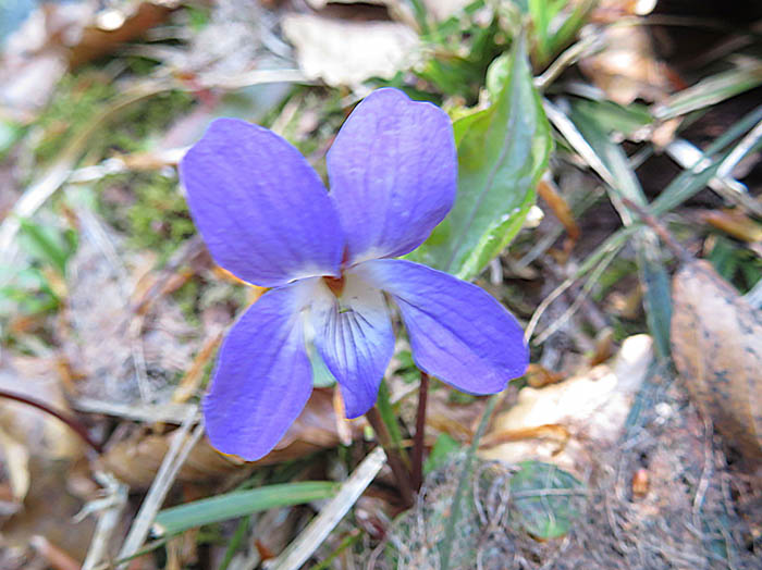 photoスミレサイシン