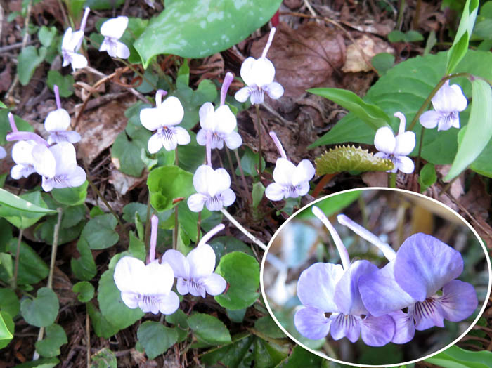photoナガハシスミレ